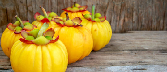 Garcinia Cambogia