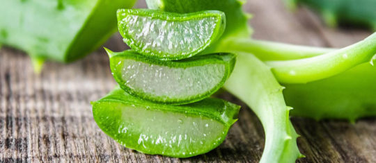 Aloe vera